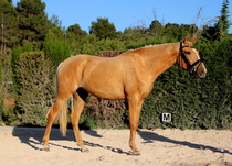 QUINTESSENCE IE (QUATERBACK X MURAD)