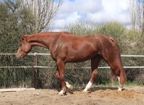 DIVA DE LUXE (DE NIRO X RUBINSTEIN I)